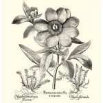 Black and White Besler Peony I