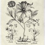 Crackled B&W Besler Peony II