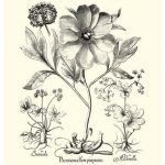 Black and White Besler Peony II