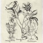 Crackled B&W Besler Peony IV