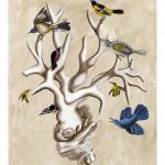 The Ornithologist's Dream II