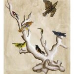 The Ornithologist's Dream III