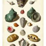 Muller Shells, Tab. V