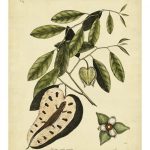 Catesby Blue-Tail Lizard, Pl.T67