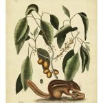 Catesby Ground Squirrel, Pl. T75