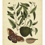 Catesby Moth, Pl. T86