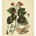 Catesby Moth, Pl. T91