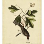 Catesby The Tyrant, Pl. T55