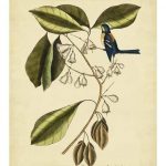 Catesby The Finch Creeper, Pl. T64