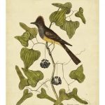 Catesby Crest. Fly-Catcher, Pl. T52