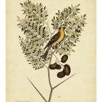 Catesby American Goldfinch, Pl. T43