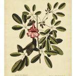 Catesby Bahama Sparrow, Pl. T37