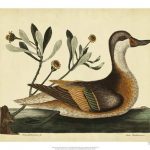 Catesby Ilatheria Duck, Pl. T93