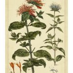 Monarda, Pl. CLXXXIII