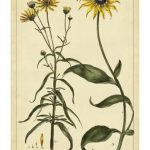 Rudbeckia and Coreopsis, Pl. CCXXIV