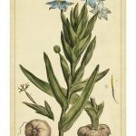 Ferraria, Pl. CCLXXX