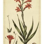 Watsonia, Pl. CCLXXVI