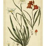 Morea and Ixia, Pl. CCXXXIX