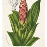 Tropical Bromeliad I