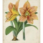 Tropical Array I
