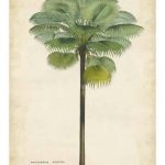 Palm of the Tropics II