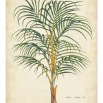 Palm of the Tropics III
