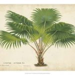 Palm of the Tropics V