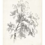 Ash Tree Study