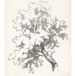 Oak Tree Study