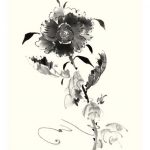 Studies in Ink - Rose I