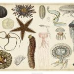 Antique Sealife Chart