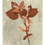 Impressions in Terra Cotta