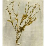 Impressions in Mustard