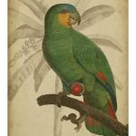Parrot and Palm I