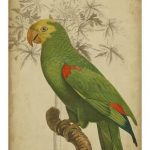 Parrot and Palm III