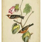 Audubon Bay Breasted Warbler