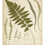 Fern Portfolio II