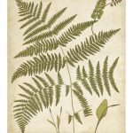 Fern Portfolio IV