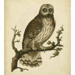 Antique Nozeman Owl II