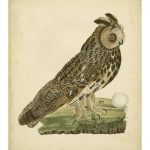Antique Nozeman Owl III