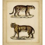 Studies in Natural History I