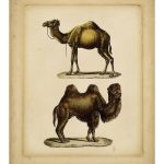 Studies in Natural History II