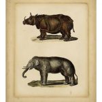 Studies in Natural History III