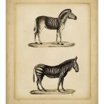 Studies in Natural History IV