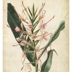 Tropical Delight III