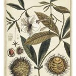 Ivory Botanical Study II