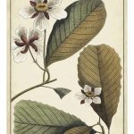 Ivory Botanical Study III