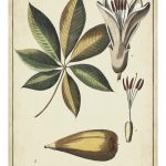 Ivory Botanical Study IV