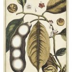 Ivory Botanical Study V