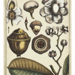 Ivory Botanical Study VI